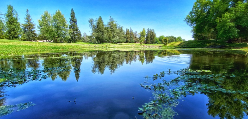 A pond on the Rancho Murieta Country Club golf course, ringed by trees
