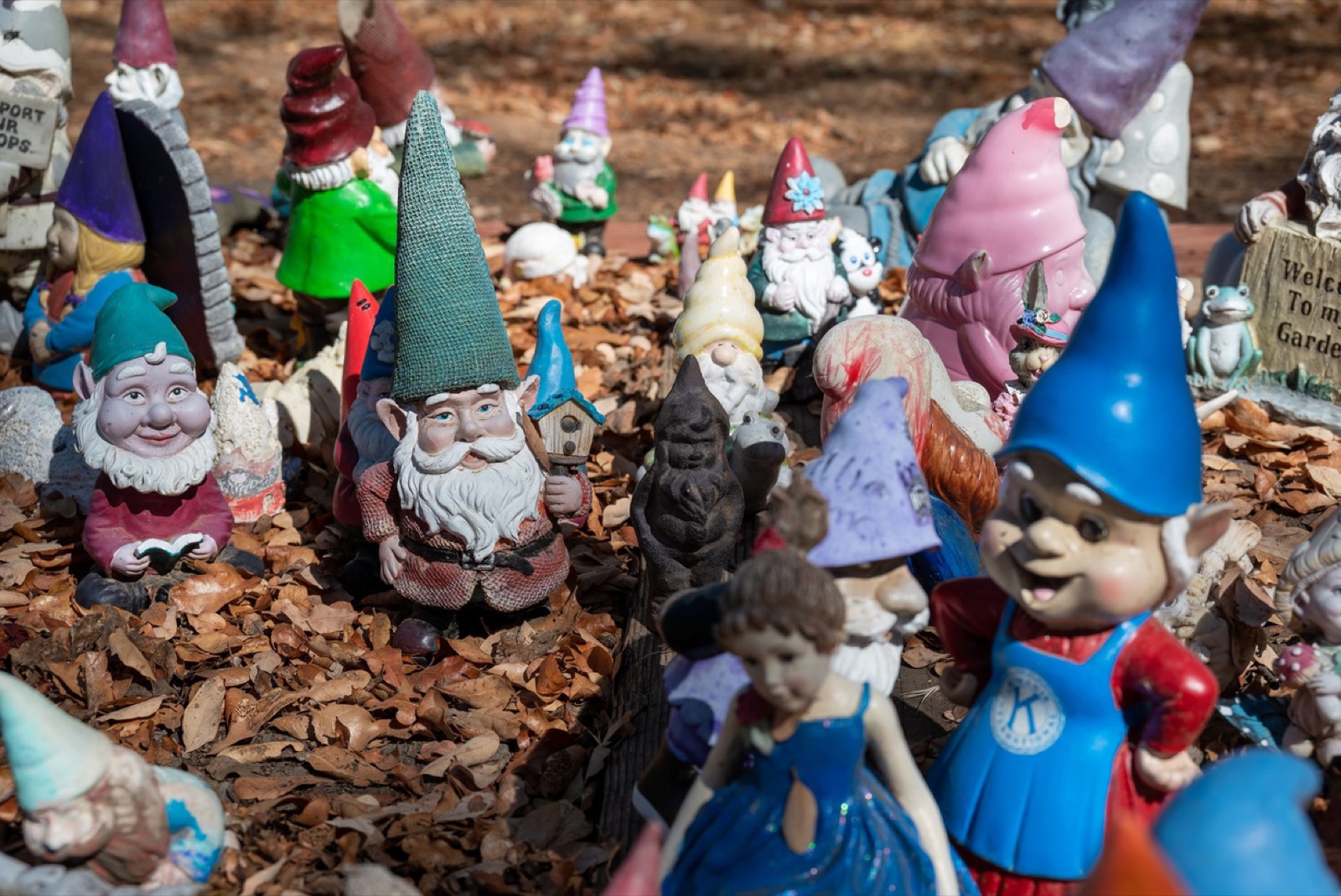 A garden gnome collection maintained by community members along the Gnome Trail