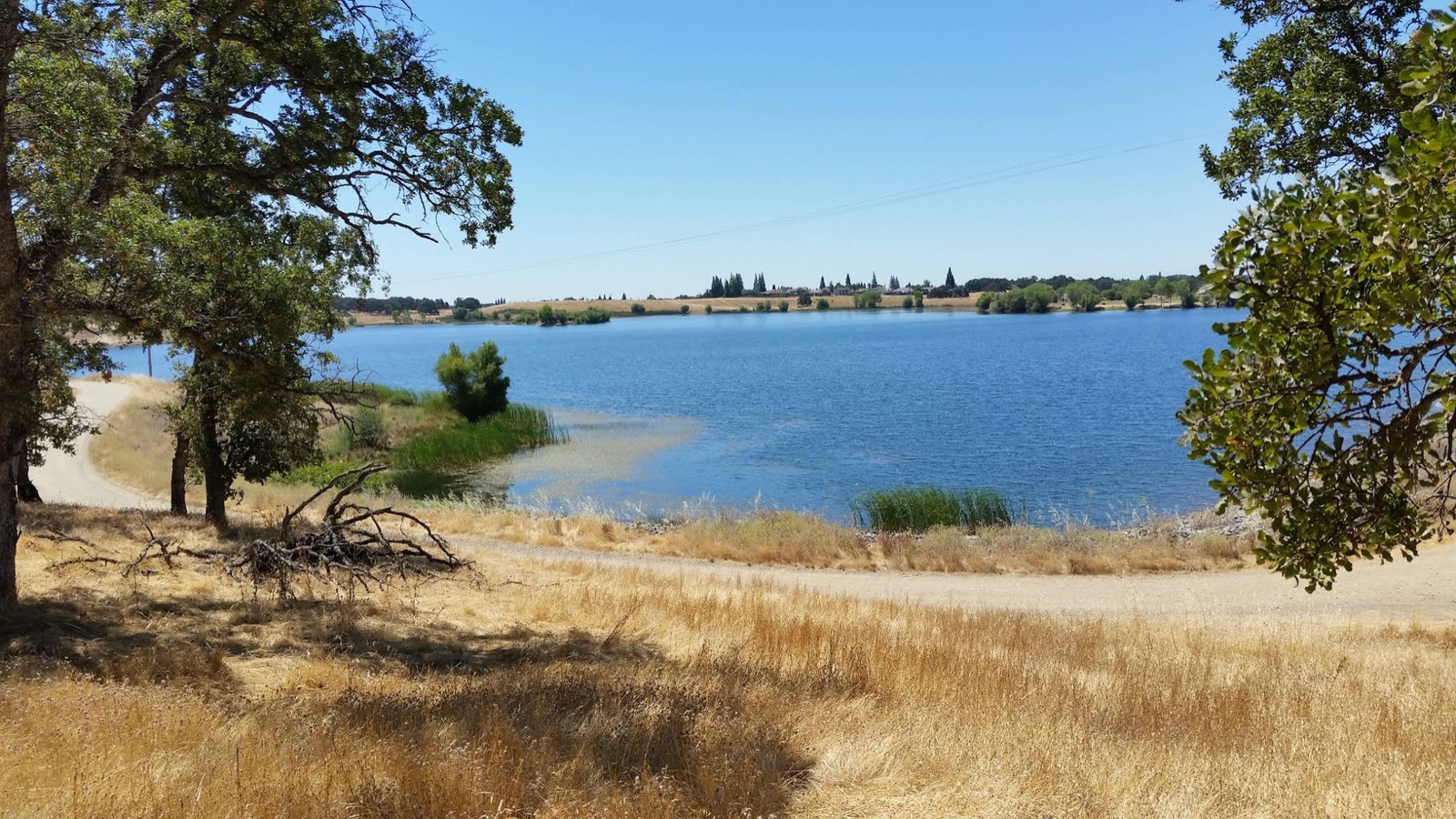 Lake Calero, viewed from a trail lined with oak trees